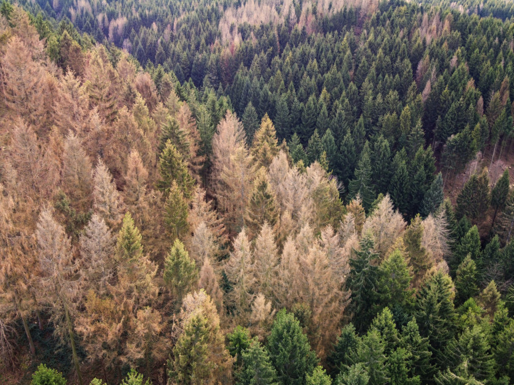 Wald Policy Brief